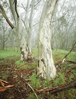 Gums Prints: Snow Gum - High Country - Mt Cobbler Wonangatta-Moroka section