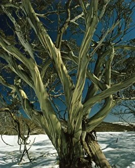 Images Dated 19th January 2009: Snow Gum - Kosciuszko National Park, New South Wales, Australia JPF02849