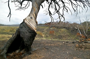 Images Dated 9th February 2011: Snow Gum Tree JLR 5 Bush fire aftermath - Dargo high plains, Alpine National Park