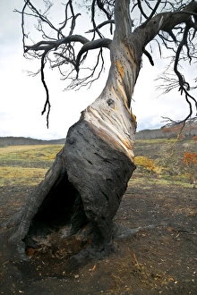Images Dated 9th February 2011: Snow Gum Tree JLR 6 Bush fire aftermath Dargo high plains, Alpine National Park, North East Victoria