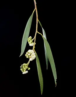 Gums Prints: Snow Gum - Weeping form, leaves & flowers - Southeastern Australia JPF15345