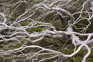 Images Dated 19th November 2008: Snow Gum - a windswept and by fire damaged Snow Gum in Victoria's High Country