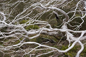 Images Dated 19th November 2008: Snow Gum - a windswept and by fire damaged Snow Gum in Victoria's High Country