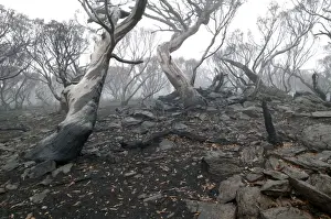 Fires Prints: Snow Gums after bushfire JLR 36 Davies plain - Alpine National Park North East Victoria