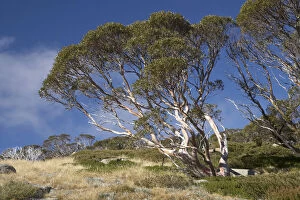 Snow Gums (Eucalyptus pauciflora), Charlotte