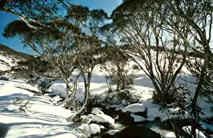 Gums Prints: Snow Gums - Kosciuszko National Park, New South Wales, Australia JPF03235