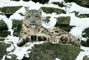 Images Dated 30th July 2004: Snow Leopard