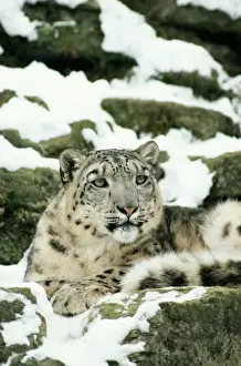 Snow Leopard