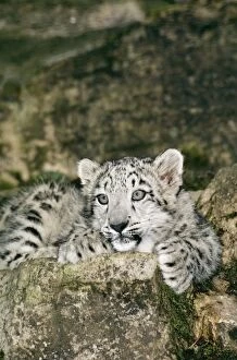 Images Dated 30th July 2004: Snow Leopard