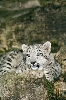 Snow Leopard