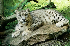 Big Cats Collection: Snow Leopard