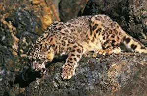Snow Leopard