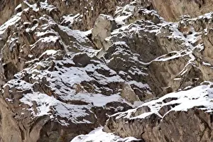 Camouflaged Prints: Snow Leopard - camouflaged in wild - Rumbak trans Himalaya - Ladakh - J & K India