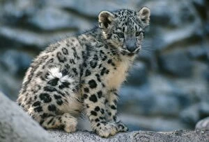 Snow Leopard - Cub