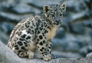 Snow Leopard Cub