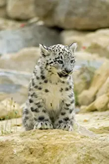Snow Leopard - cub