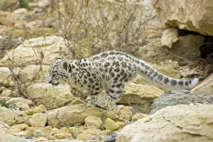 Snow Leopard - cub