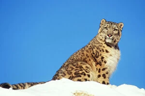 Images Dated 9th February 2005: Snow Leopard Endangered species