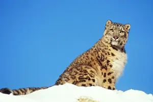 Snow Leopard Endangered species