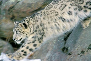 Images Dated 15th August 2004: Snow Leopard - Endangered Species, pouncing from rocks into snow, 4MR1262