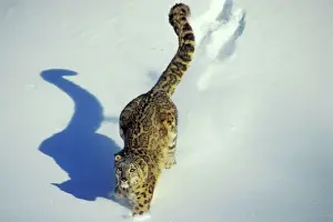 Walking Prints: Snow Leopard - Endangered Species, walking through the snow, tail up, with shadow, 4Mr345