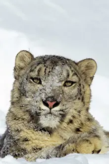 Vertical Prints: Snow Leopard - face and front paw, sitting in snow, some snow on face. 4MR338