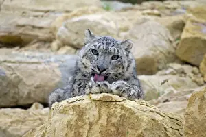 Lick Prints: Snow Leopard - female cleaning