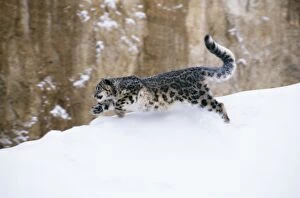 Snow LEOPARD - running on snow