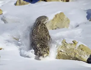 Snow Leopard - running through snow - Endangered Species