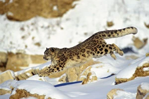 Big Cats Collection: Snow Leopard - Running through snow with rocks behind. 4MR335