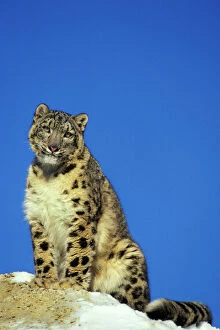 Snow Leopard - Sitting on snow covered rock against blue sky