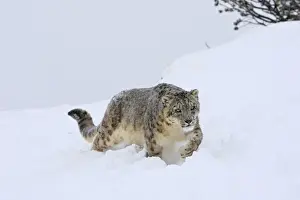 Snow leopard - in snow. Latin also Uncia uncia
