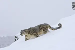 Snow leopard - in snow. Latin also Uncia uncia