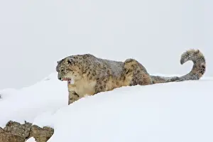 Snow leopard - in snow. Latin also Uncia uncia