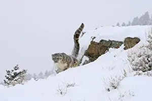 Snow leopard - in snow. Latin also Uncia uncia