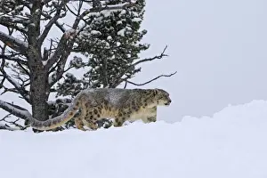 Snow leopard - in snow. Latin also Uncia uncia