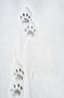 Images Dated 19th November 2008: Snow Leopard Tracks - 12. 000 ft Jammu & Kashmir, India. Digital Manipulation: removed boot print