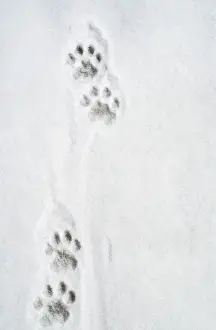 Snow Leopard Tracks - 12. 000 ft Jammu & Kashmir, India. Digital Manipulation: removed boot print