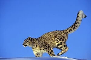 Snow LEOPARD - side view. Running through snow, uses tail
