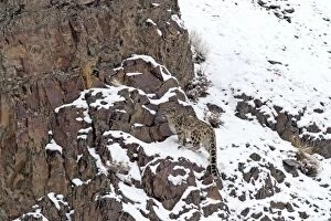 Images Dated 5th December 2006: Snow Leopard - in wild
