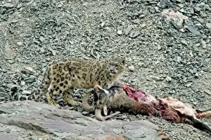 Bharal Gallery: Snow Leopard - in wild - on male Bharal (Pseudois nayaur) kill