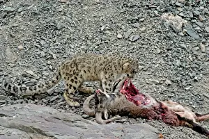Snow Leopard - in wild - on male Bharal (Pseudois nayaur) kill - Rumbak valley - Ladakh - J & K India