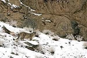 Images Dated 4th December 2006: Snow Leopard - in wild - Rumbak trans Himalaya - Ladakh - J & K India