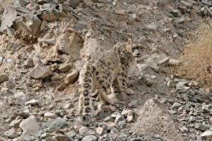 Images Dated 2nd December 2006: Snow Leopard - in wild - Rumbak trans Himalaya - Ladakh - J & K India