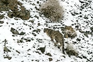 Images Dated 4th December 2006: Snow Leopard - in wild - Rumbak trans Himalaya - Ladakh - J & K India