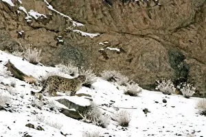 Indians Prints: Snow Leopard - in wild - Rumbak trans Himalaya - Ladakh - J & K India