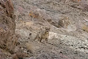 Snow Leopard - in wild - Rumbak trans Himalaya - Ladakh - J & K India