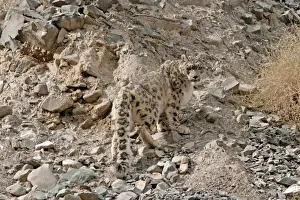 Snow Leopard - in wild - Rumbak trans Himalaya - Ladakh - J & K India