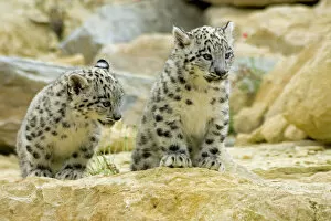 Rocks Collection: Snow Leopards - cubs