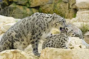 Licking Prints: Snow Leopards - female washing cub